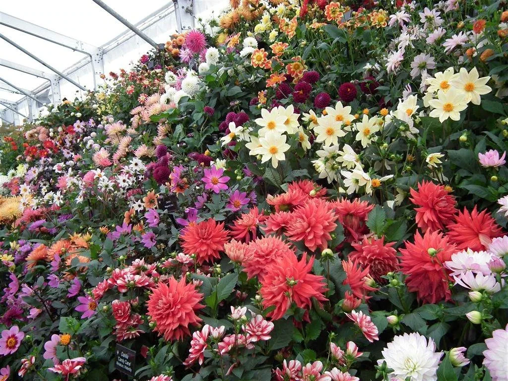 Floral marquee in the long water area 44